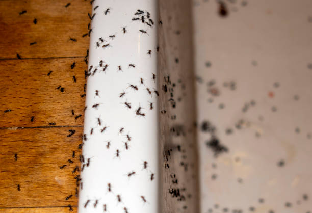 Wildlife Control Services in Dewey, OK